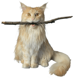 cat-stick-transparent